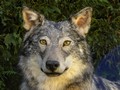 images/tassidermia-mammiferi-europa/